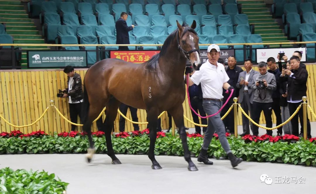 名马之后，发现无限“商机”！国际赛冠军登陆第六期“玉龙”马匹网络拍卖会