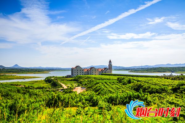 威龙有机葡萄酒优级,威龙葡萄酒高端