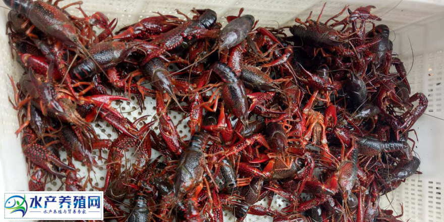 养龙虾真的能挣大钱吗,养龙虾钓龙虾可以挣钱吗
