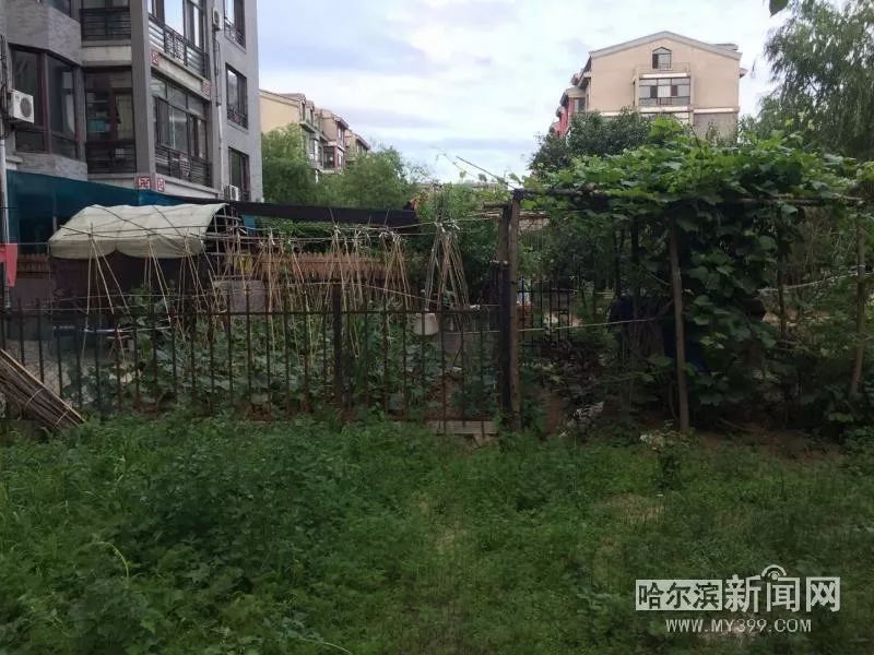 泰富长安城公共绿地被连片侵占丨举报36类”闹心事“#让陈年”烂账“见光死#