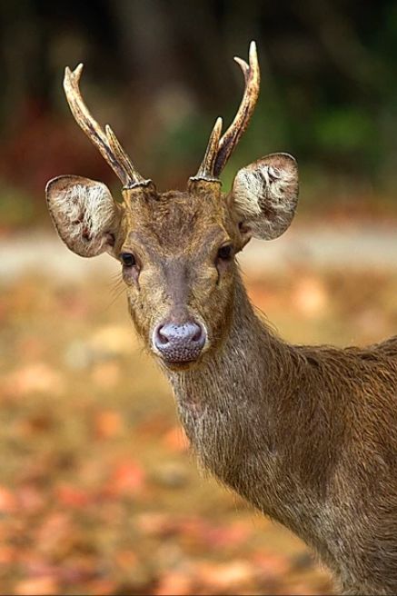 挖到一座免签直飞的超冷门海岛！火山浮潜摸小鹿，好玩秒杀巴厘岛