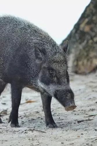 挖到一座免签直飞的超冷门海岛！火山浮潜摸小鹿，好玩秒杀巴厘岛