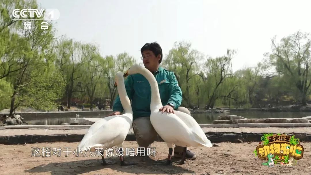 为啥大熊猫长大了那么脏不给糖,大熊猫为何会白化