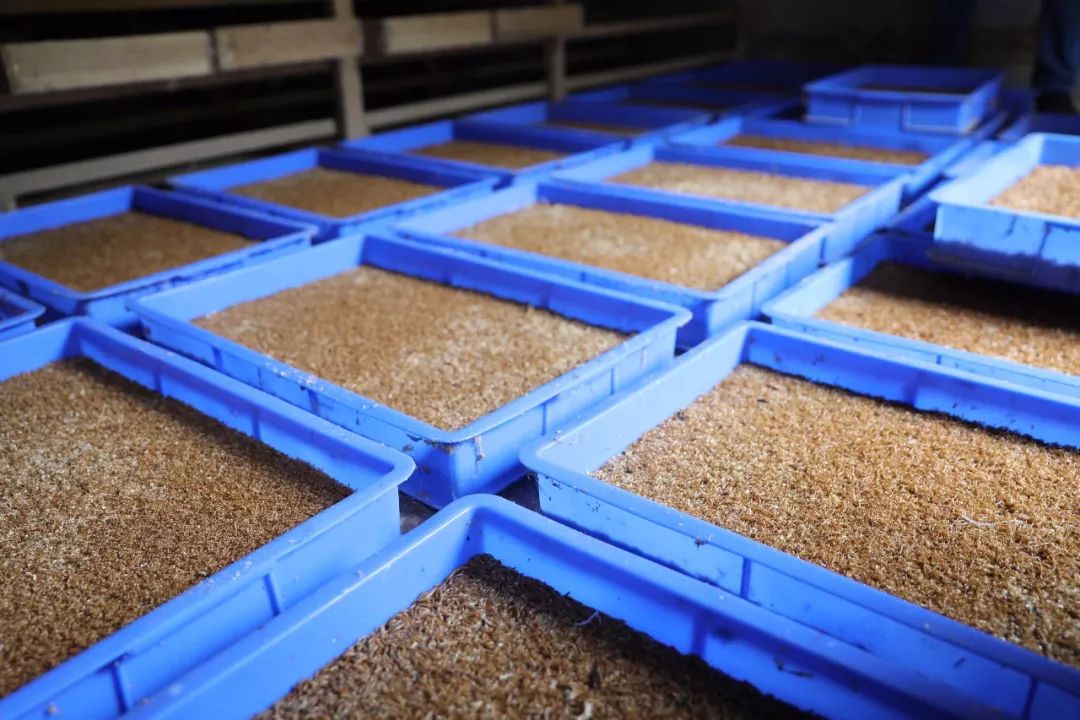 什么？野生的石蛙居然被他养殖成功了？