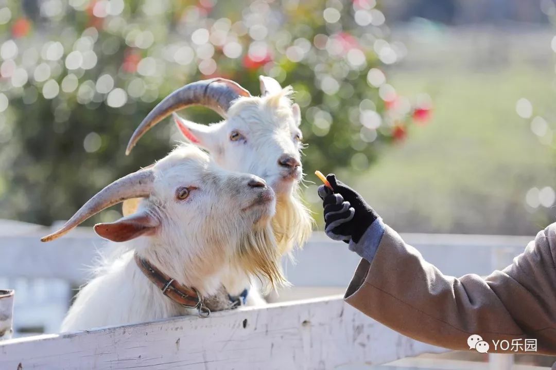 住帐篷一起看星星,住蒙古包看星星的地方