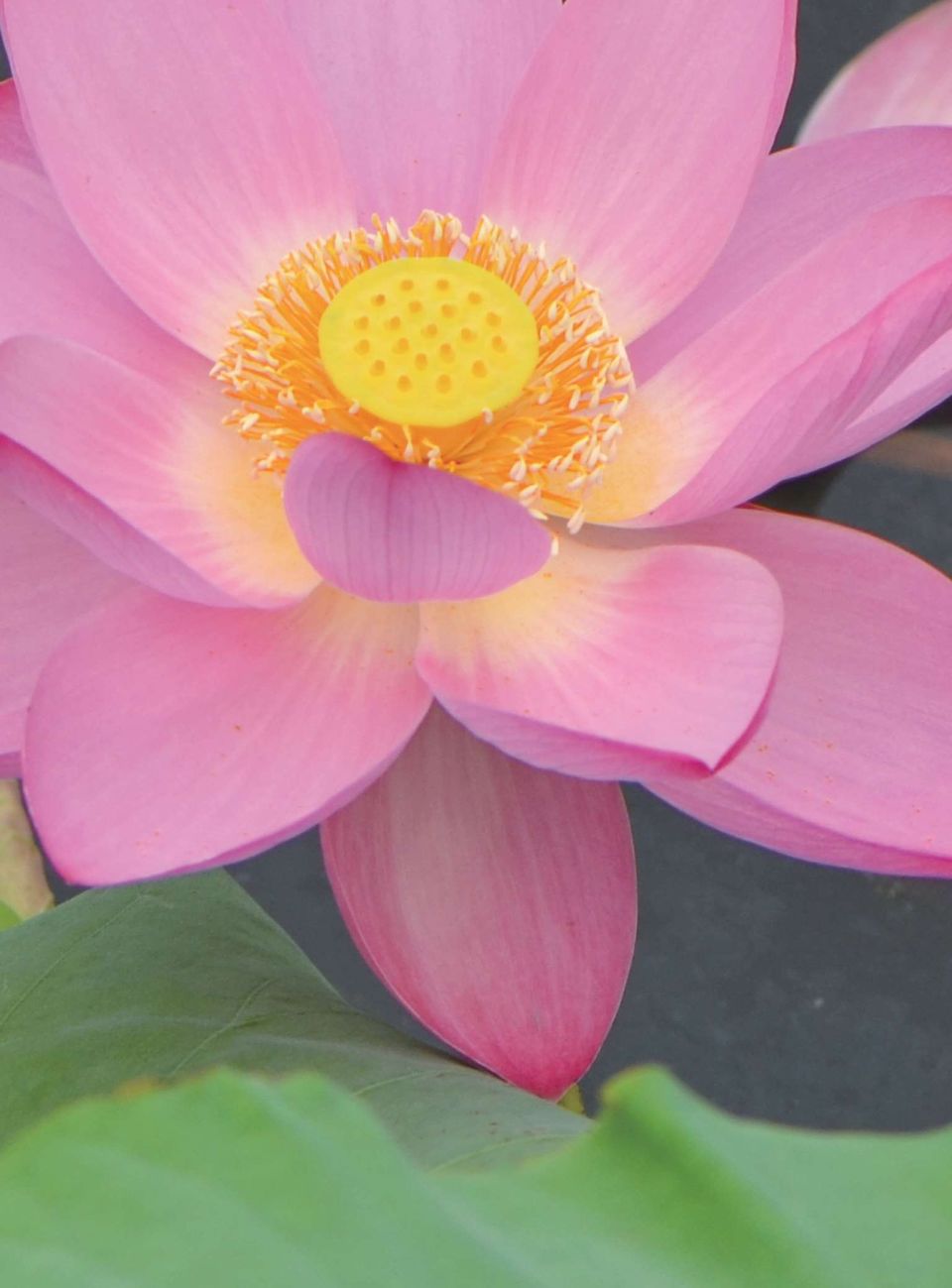 被知识付费坑,知识付费这四年你被坑了多少