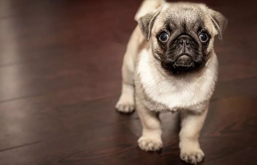 深圳严查养狗合法吗,深圳市龙岗区养犬规定