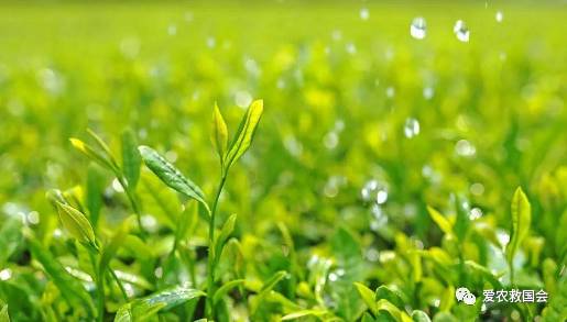 干旱天气对茶叶的影响,高温干旱对茶树的影响