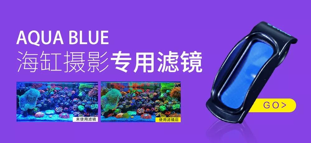 生死看淡不服就干古风打戏,生死看淡不服就干打一动物