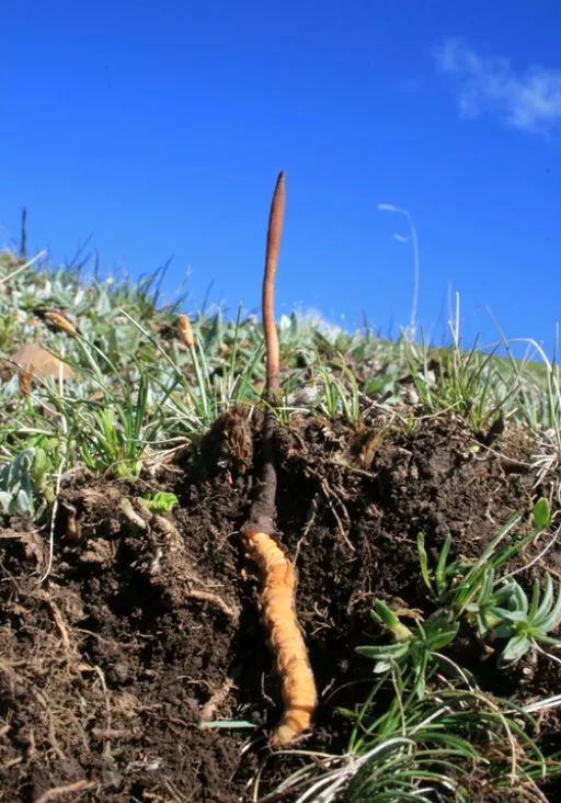 云南吃菌中毒分布图,云南吃菌中毒最新统计