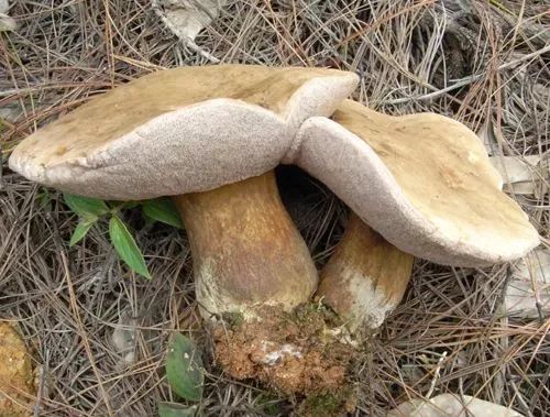 云南吃菌中毒分布图,云南吃菌中毒最新统计