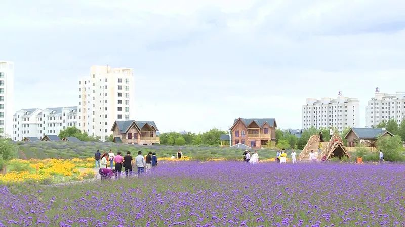 紫金苑风光无限,紫金苑景区花海