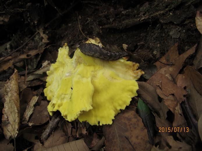 云南吃菌中毒分布图,云南吃菌中毒最新统计