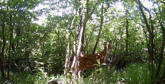 什么鹿濒危,什么的梅花鹿