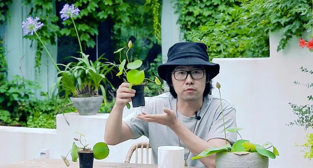 碗莲种植方法全过程记录,家庭种植碗莲的土壤可以反复用吗