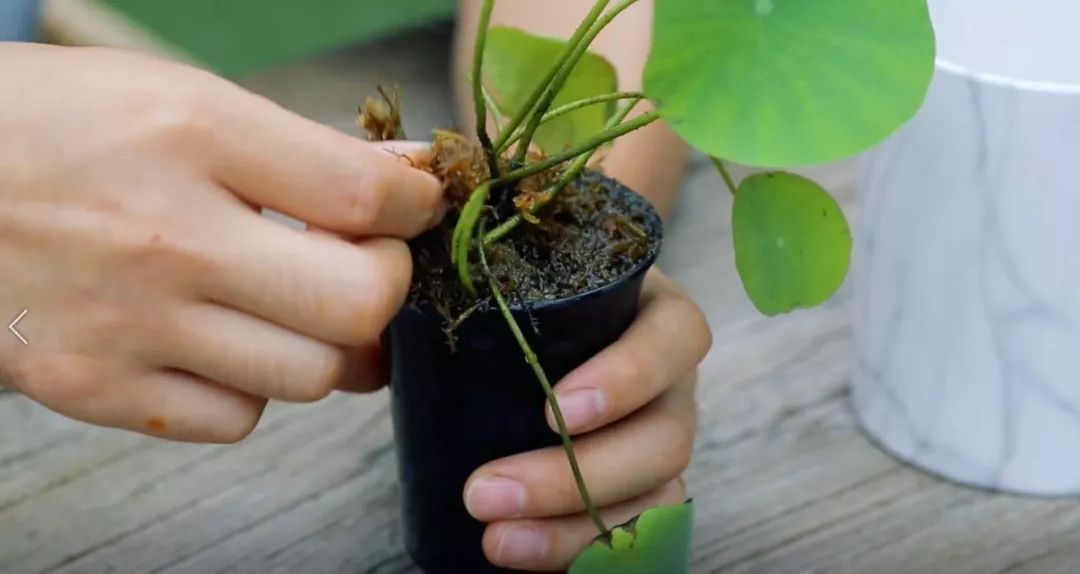 碗莲种植方法全过程记录,家庭种植碗莲的土壤可以反复用吗