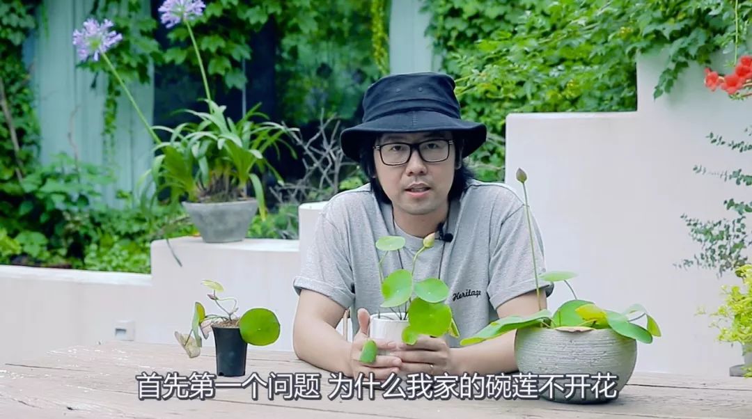 碗莲种植方法全过程记录,家庭种植碗莲的土壤可以反复用吗