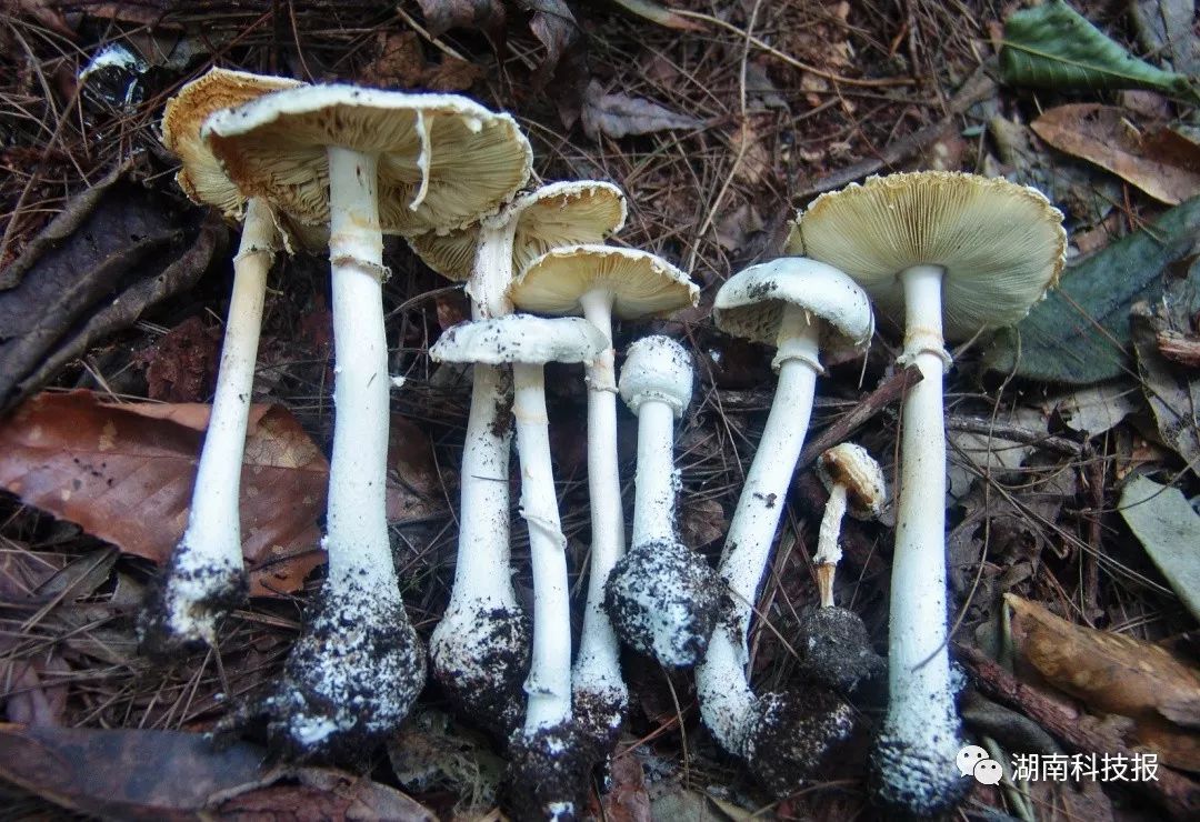 误食毒蘑菇的症状,误食毒蘑菇临床表现