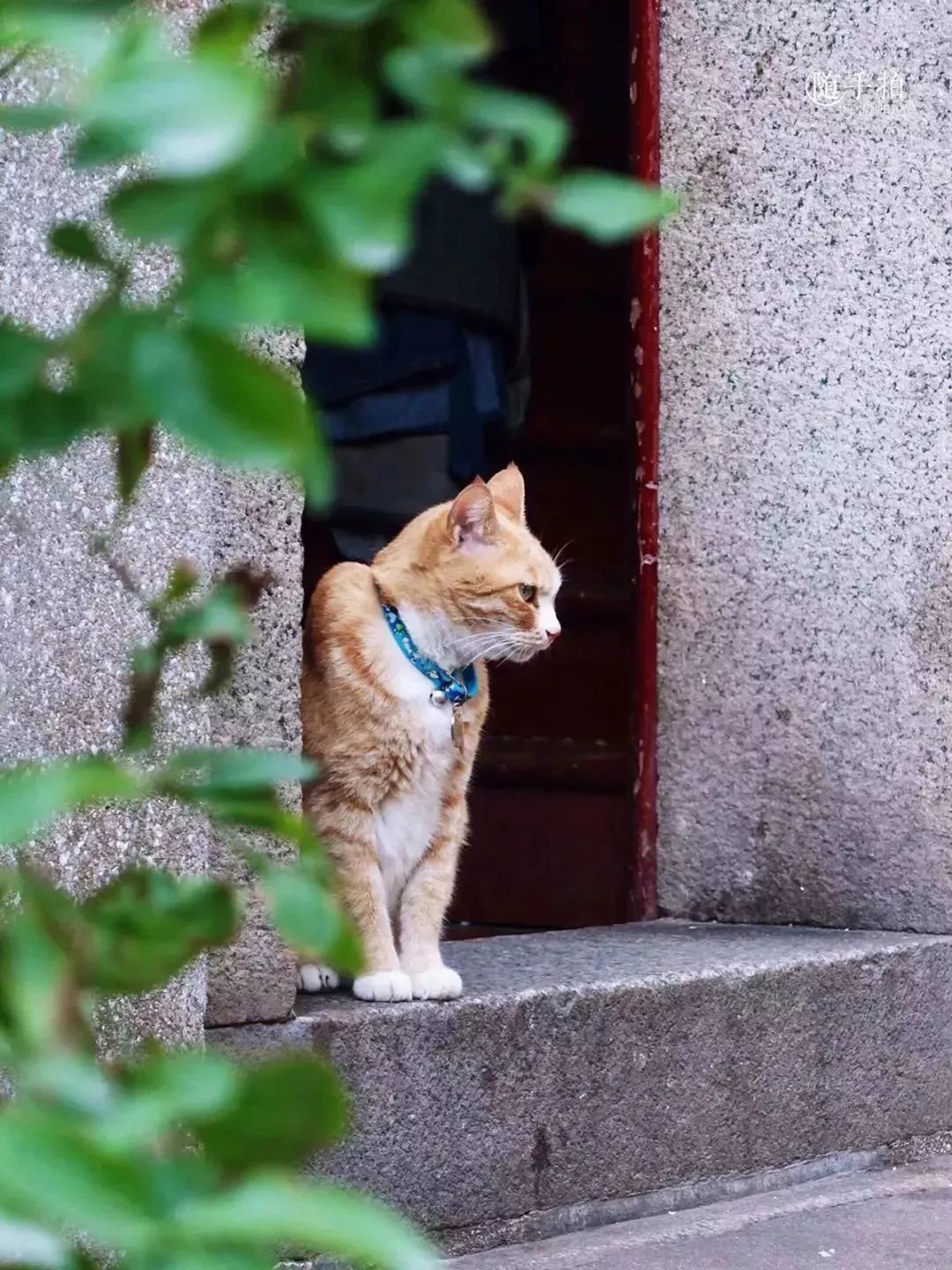 鼓浪屿最值得吃的美食,鼓浪屿最好吃的美食最新