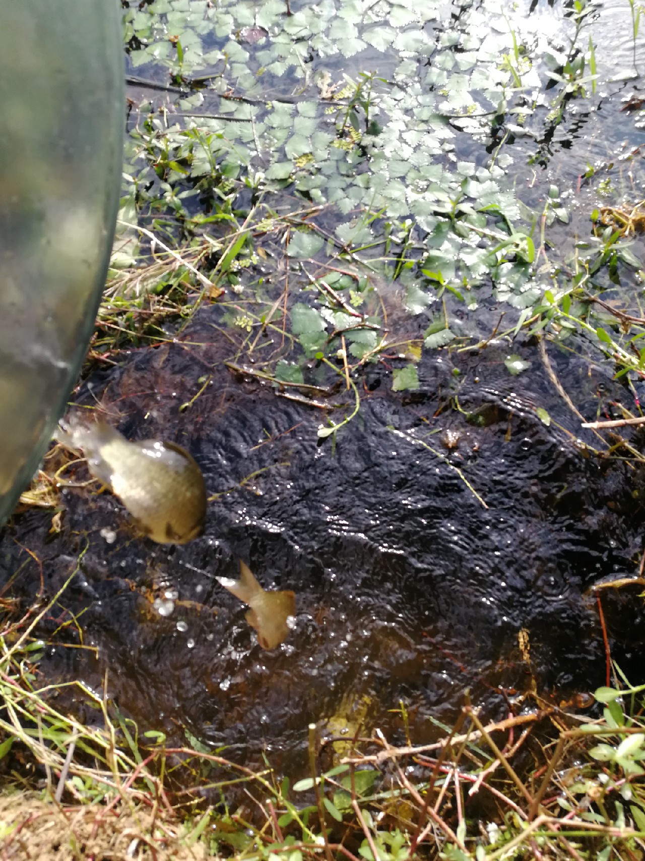 头顶烈阳开拓钓位逐泡寻鲫放流可怜鱼获