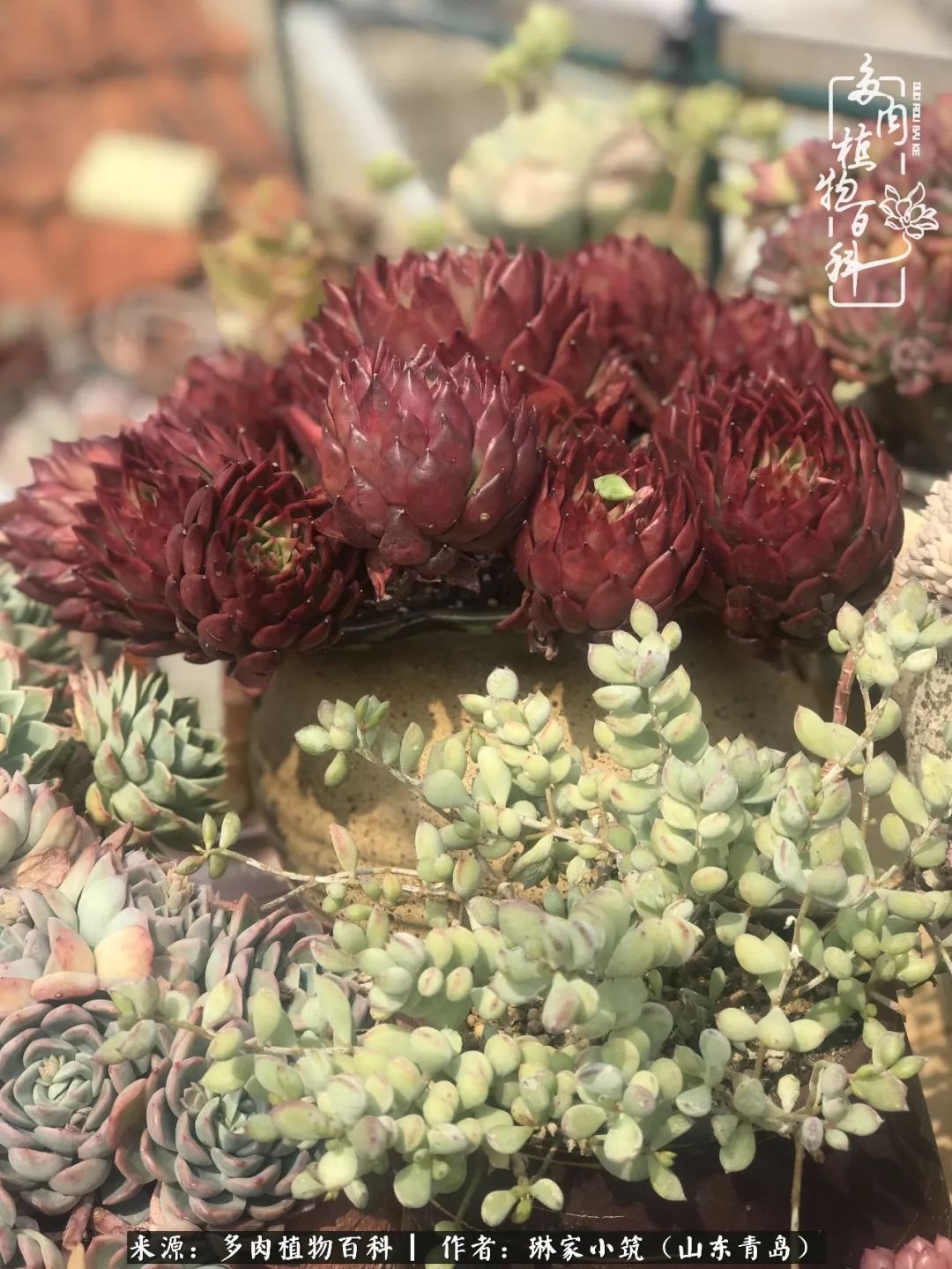 夏天已过一半你们的多肉还好吗,夏天已过半