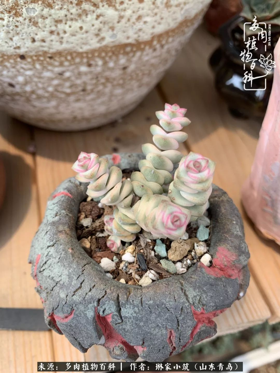 夏天已过一半你们的多肉还好吗,夏天已过半