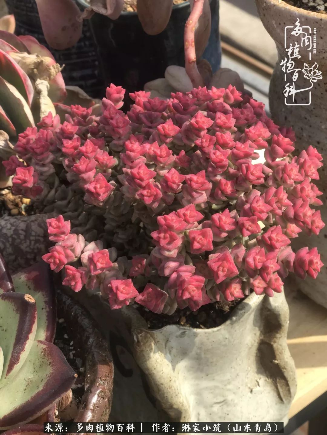 夏天已过一半你们的多肉还好吗,夏天已过半