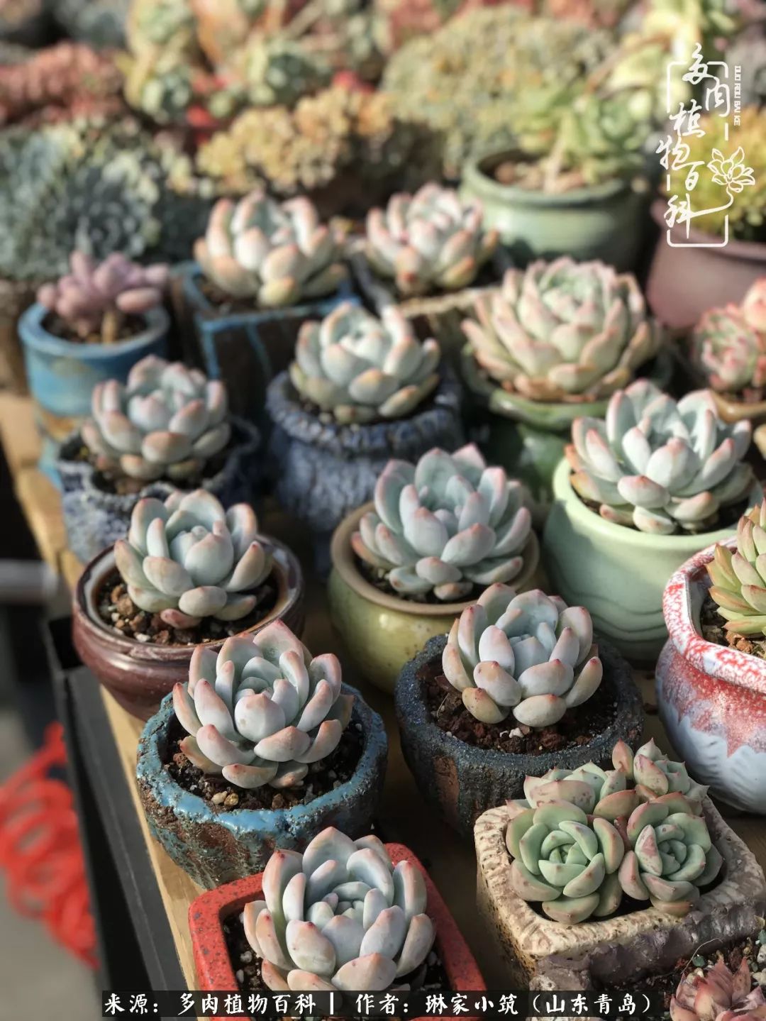 夏天已过一半你们的多肉还好吗,夏天已过半