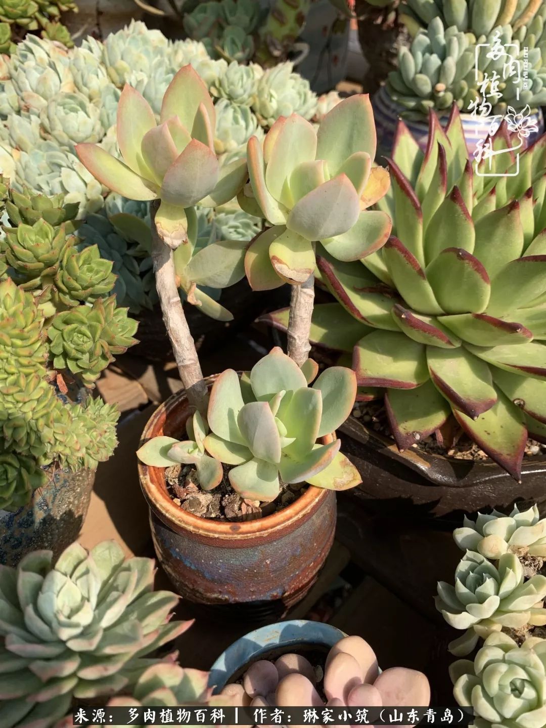 夏天已过一半你们的多肉还好吗,夏天已过半