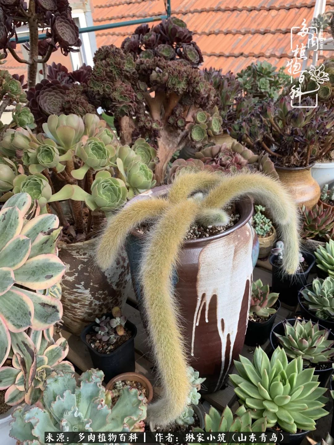 夏天已过一半你们的多肉还好吗,夏天已过半