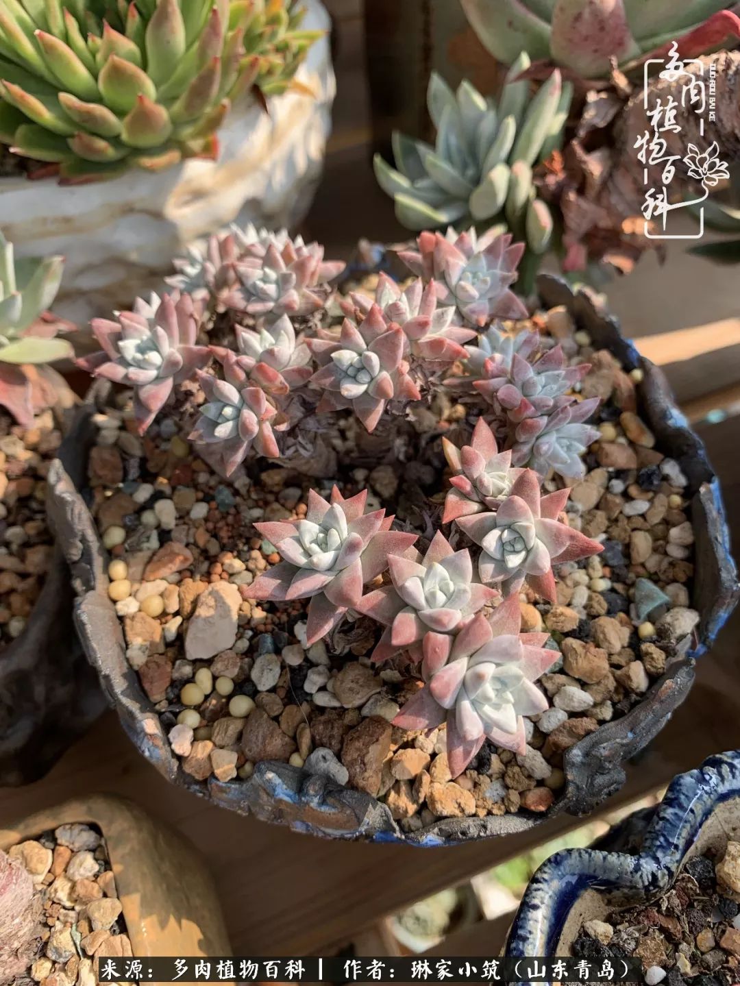 夏天已过一半你们的多肉还好吗,夏天已过半