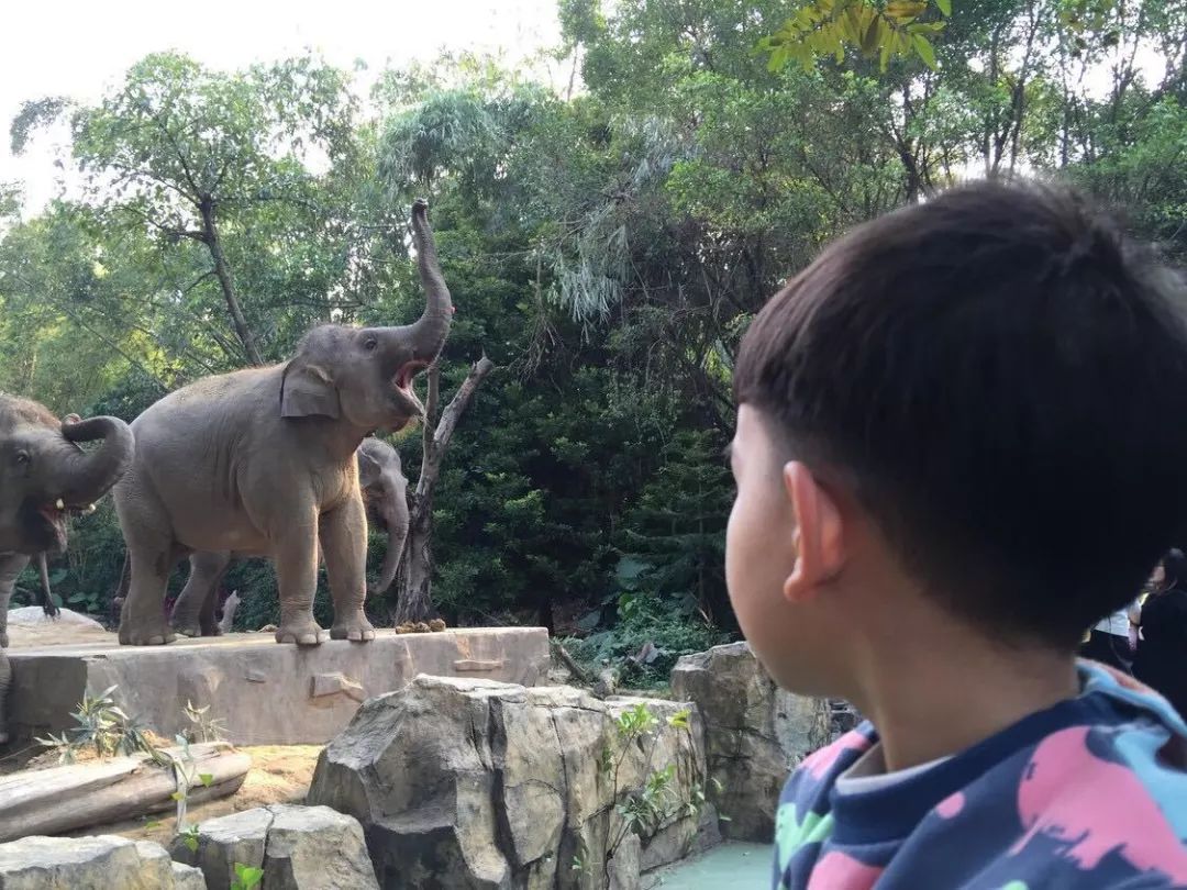广州长隆动物园亲子游攻略三日游,广州长隆动物园游玩攻略