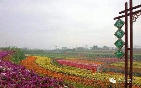 寻乡·觅趣||金色花海、花田美食...游仙芙蓉花溪葵花节等你来狂欢！