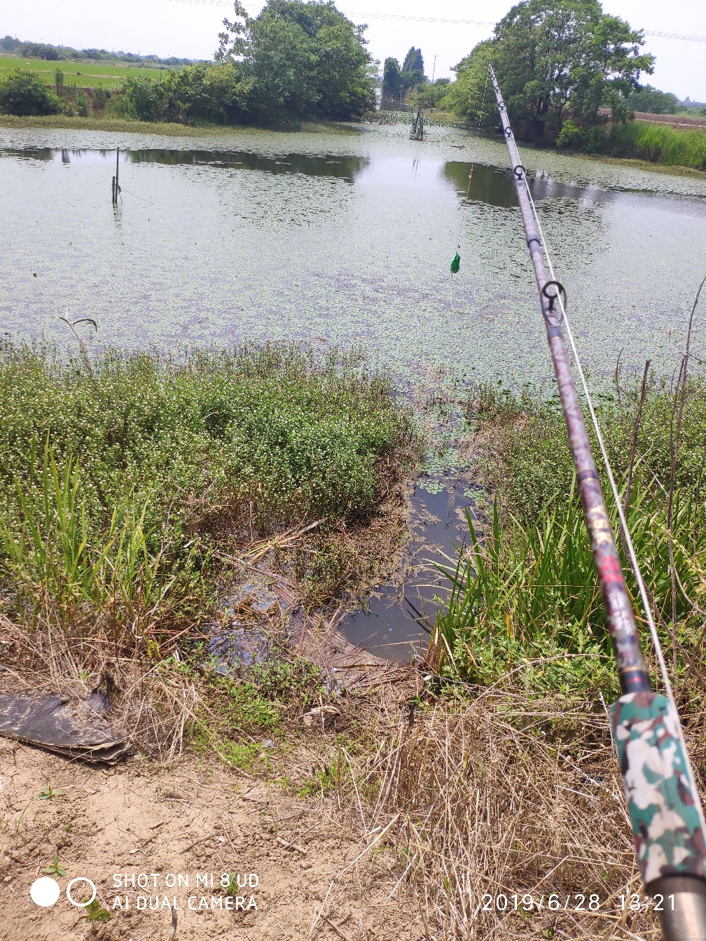 黑鱼钓上岸了怎么办,黑鱼新手