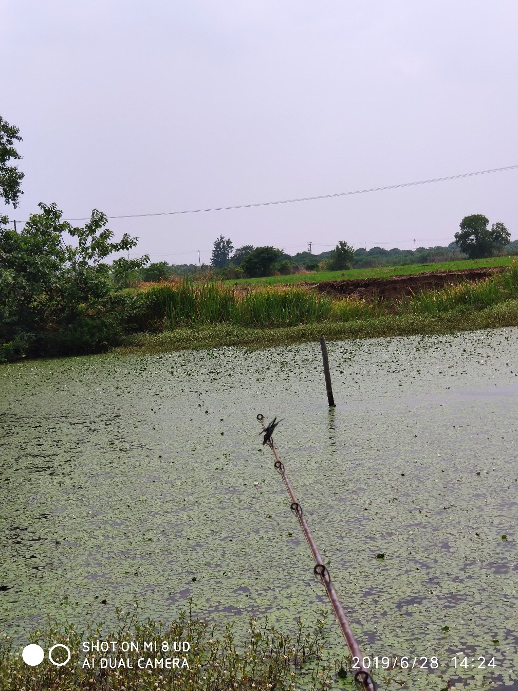 黑鱼钓上岸了怎么办,黑鱼新手