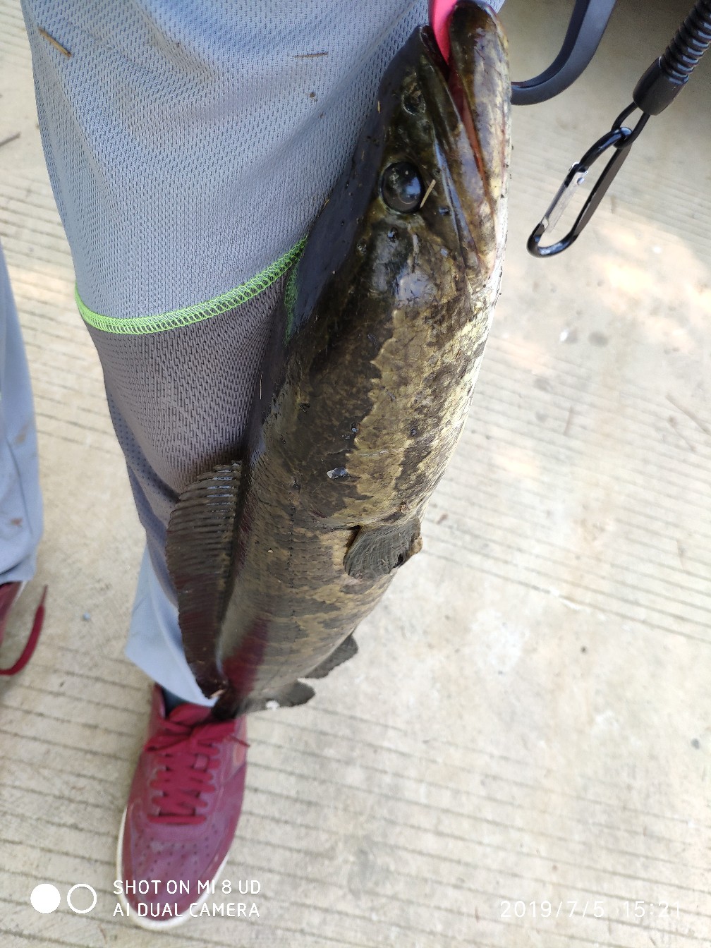 黑鱼钓上岸了怎么办,黑鱼新手