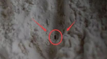 面粉怎样保存不生虫不发霉,家里面粉容易生虫子怎么办