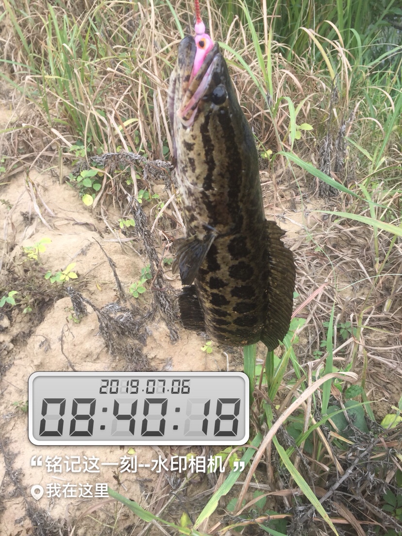 雷强2020年视频,2019雷强视频