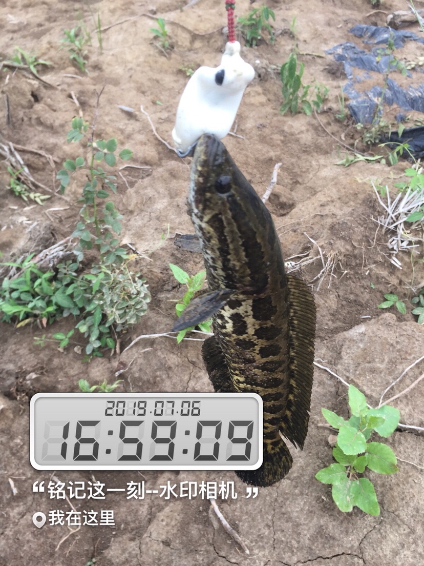 雷强2020年视频,2019雷强视频