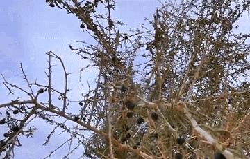 它被誉为什么,它被誉为养生圣品