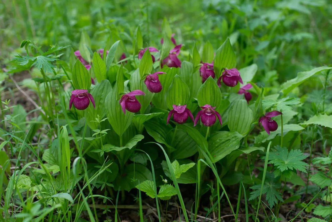 为什么大熊猫是珍稀濒危野生动物,被誉为植物中的大熊猫的珍稀植物