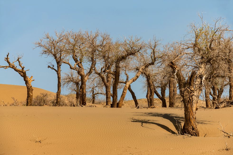 包头去额济纳胡杨林攻略,广州到额济纳胡杨林攻略
