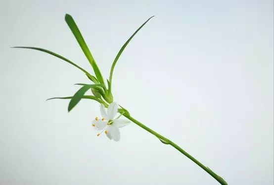 百年之后，并蒂莲开；想你时，有花的味道……