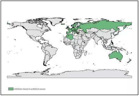 白毛香菇草,香菇草怎么养
