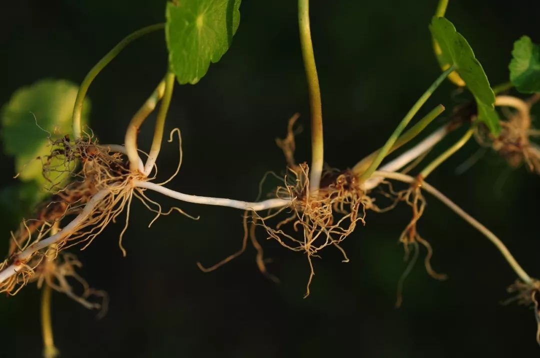 白毛香菇草,香菇草怎么养