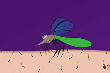 让蚊子快速灭绝的音乐,灭绝的驱蚊神曲