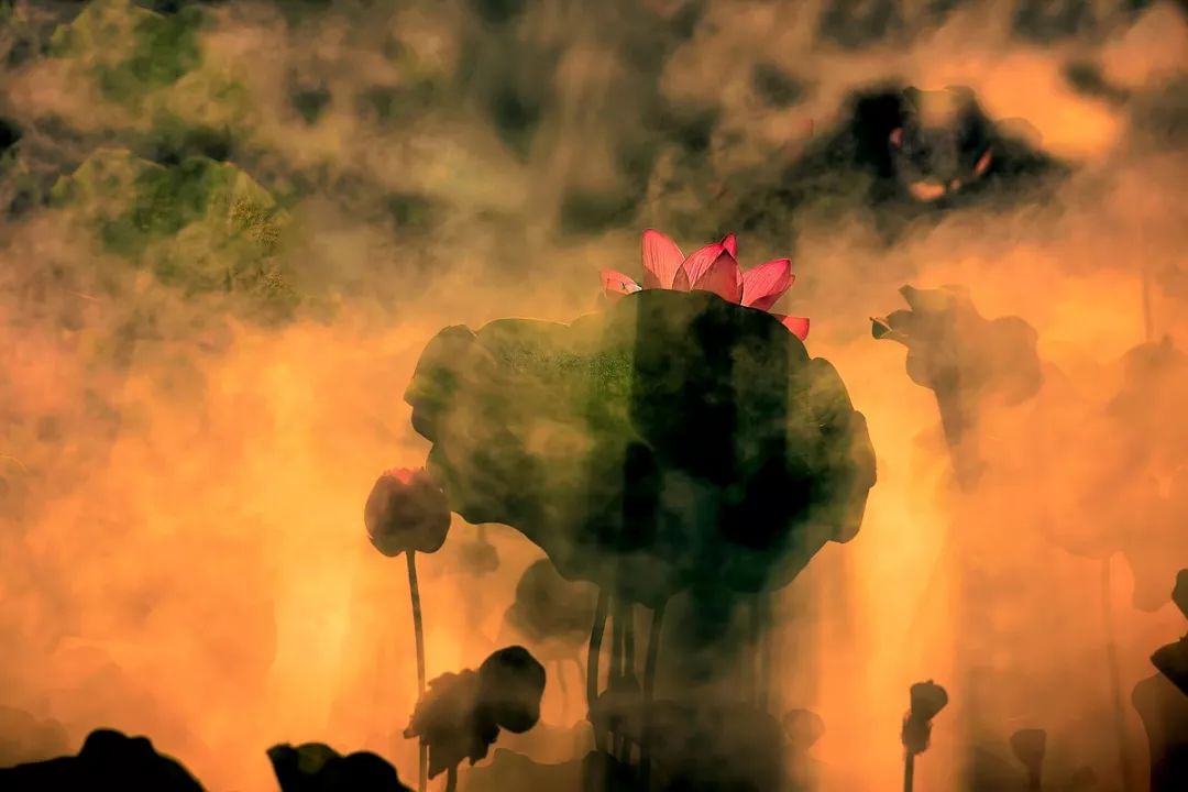 遇见·雄安｜七月错过白洋淀，你可就错过了整个北方的夏天！