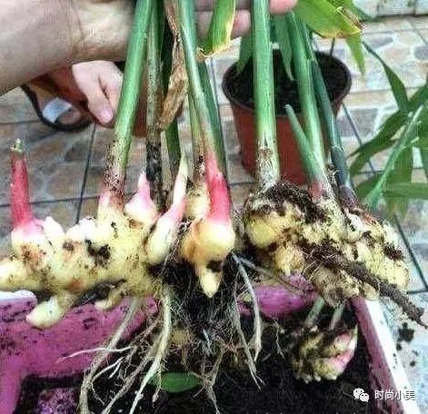 家庭盆栽生姜选什么生姜种好,生姜盆栽种植用什么样的姜