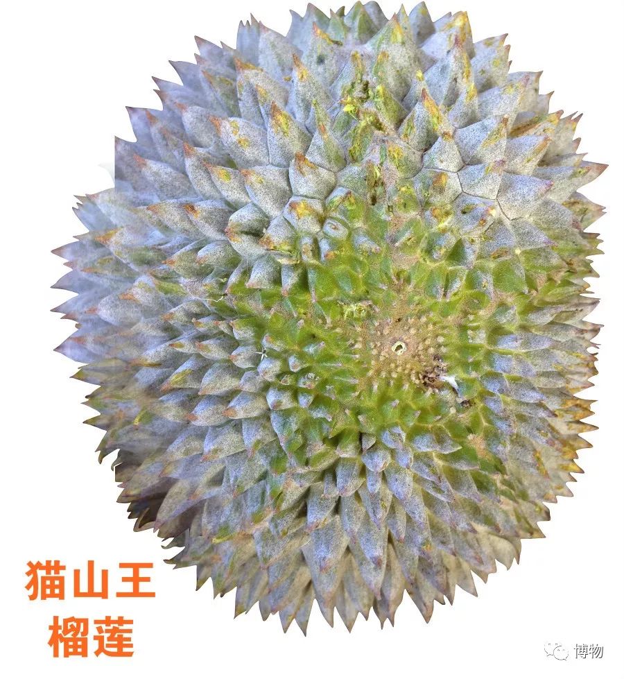 榴莲到底是啥味道,榴莲到底是甜的还是臭的