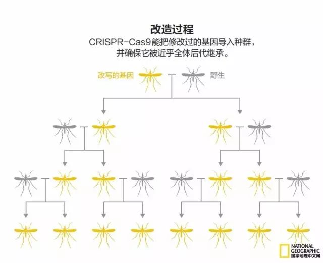 北极蚊子都泛滥了，咱被咬两口就别哭了